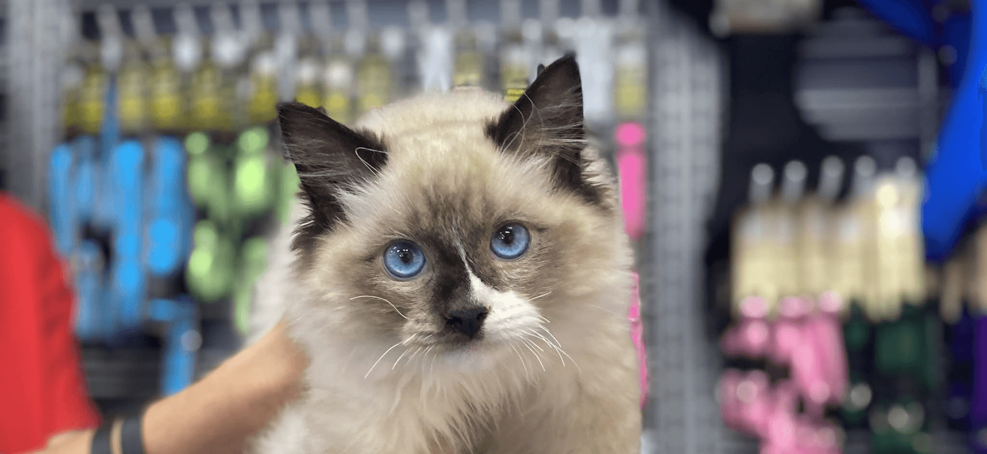 Interactive Cat Toys Australia – Keep Your Cats Active with Catshoponline