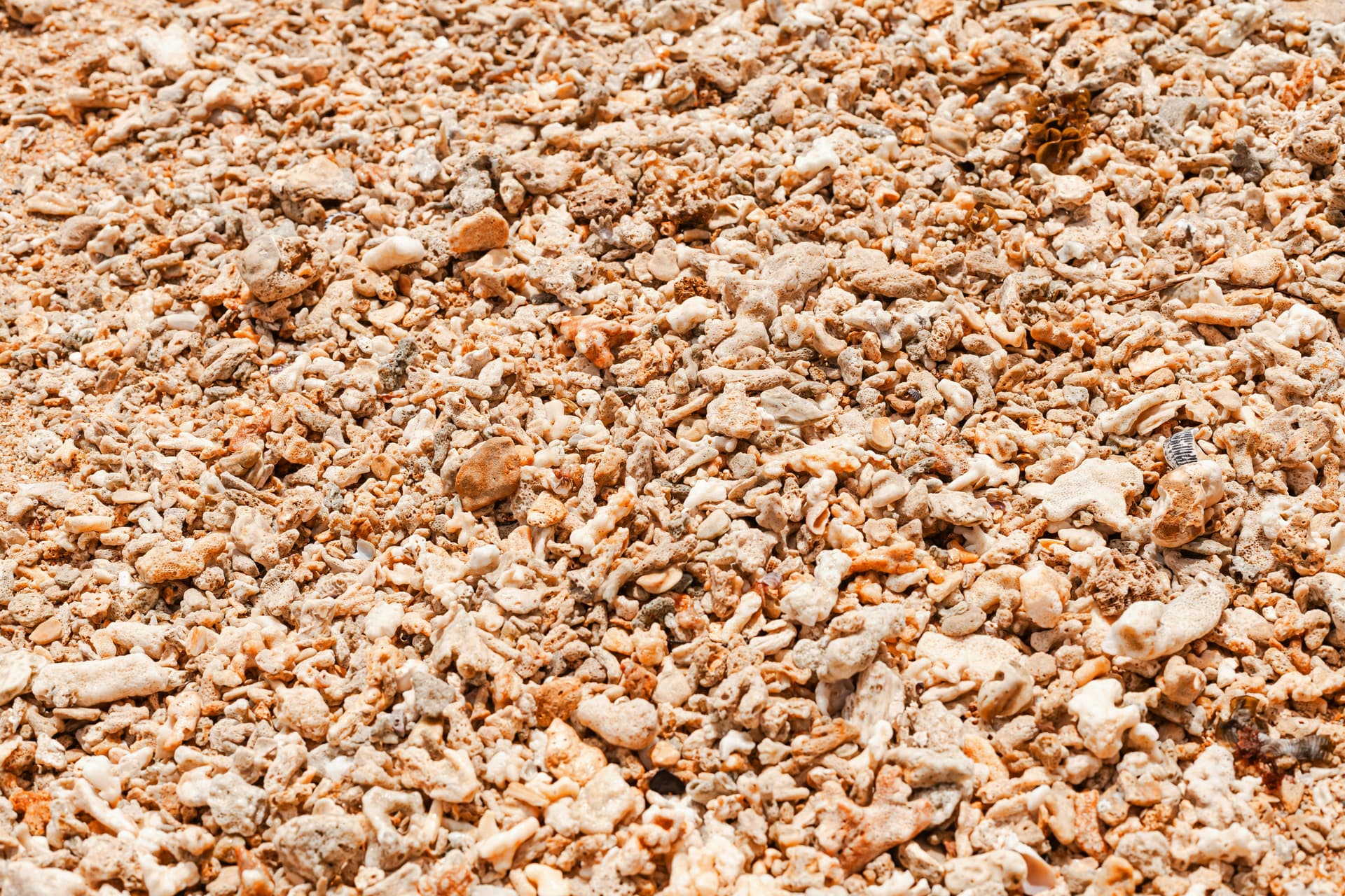 Affordable Wood Chips for Agricultural and Industrial Use