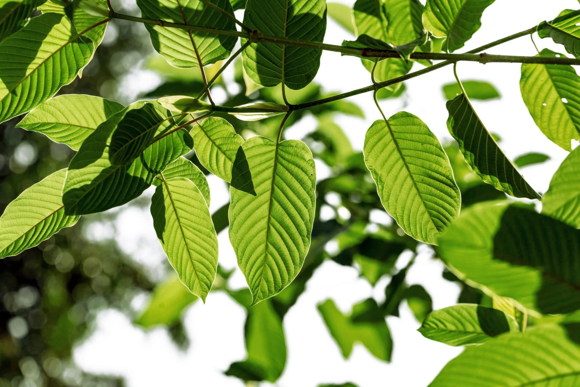 Why Popup CNX Is the #1 Kratom Tea Shop Chiang Mai Travelers Visit