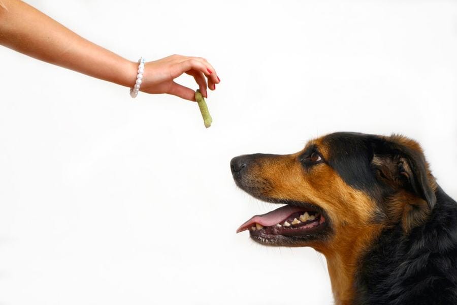 Emotional Support Animal Rules: What You Must Know