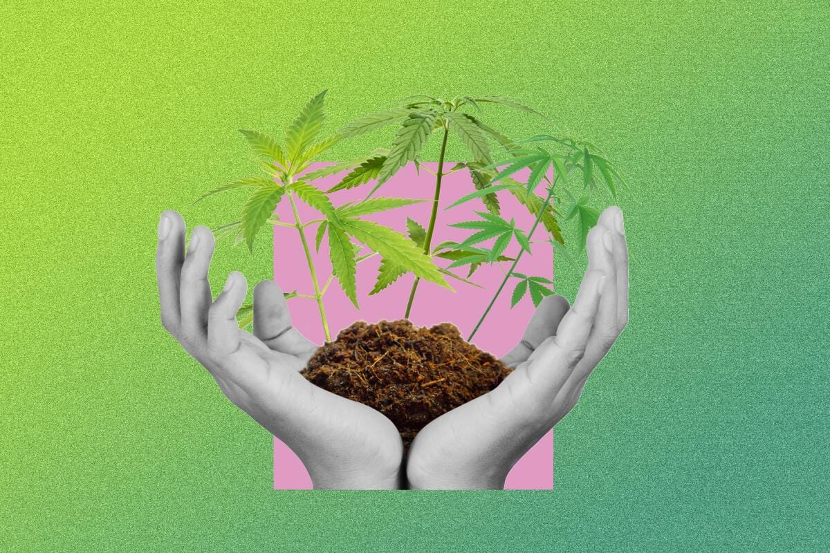 Csc hamburg – Moderner Cannabisverein in Hamburg
