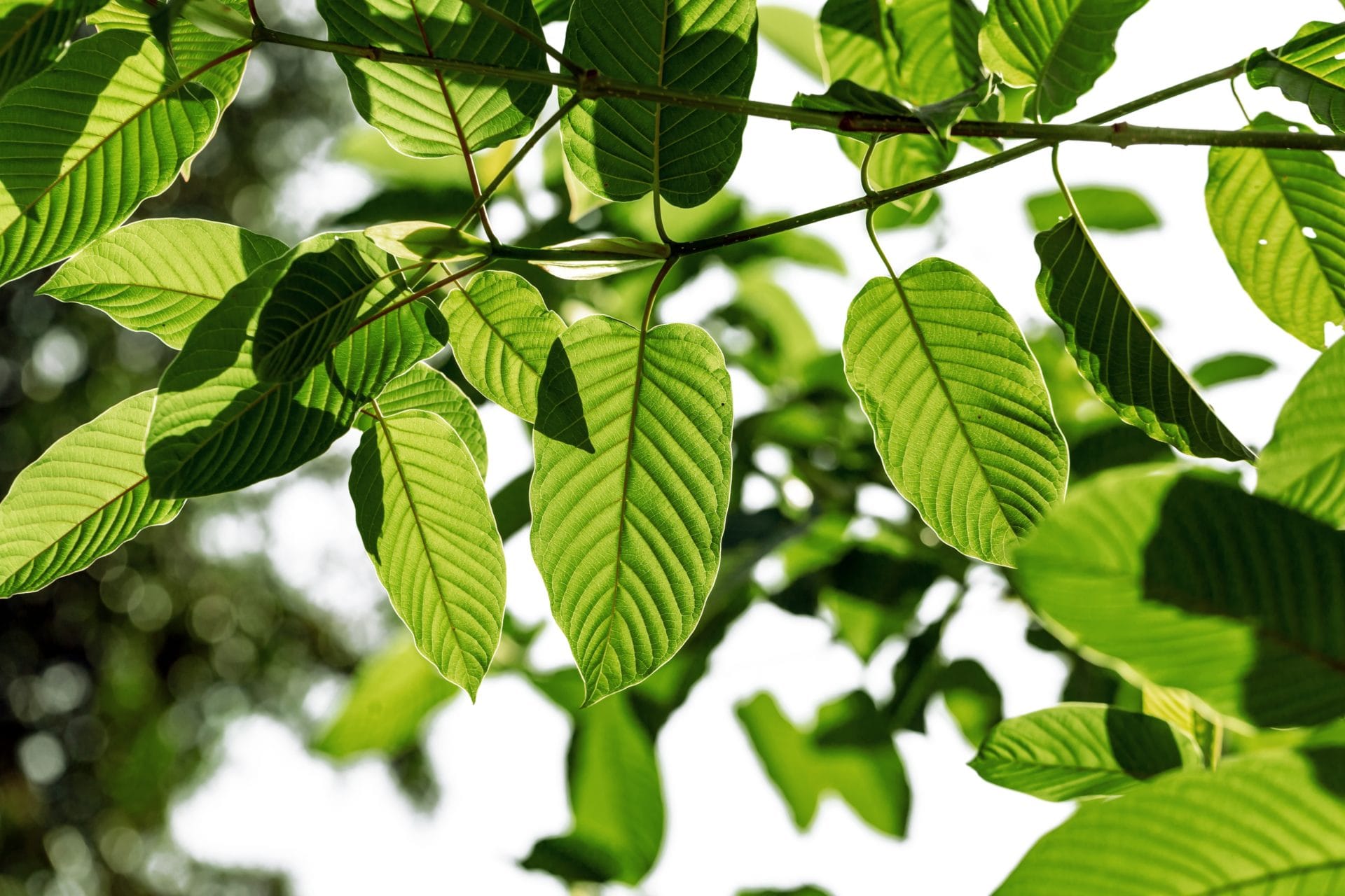 Why Popup CNX Is the #1 Kratom Tea Shop Chiang Mai Travelers Visit