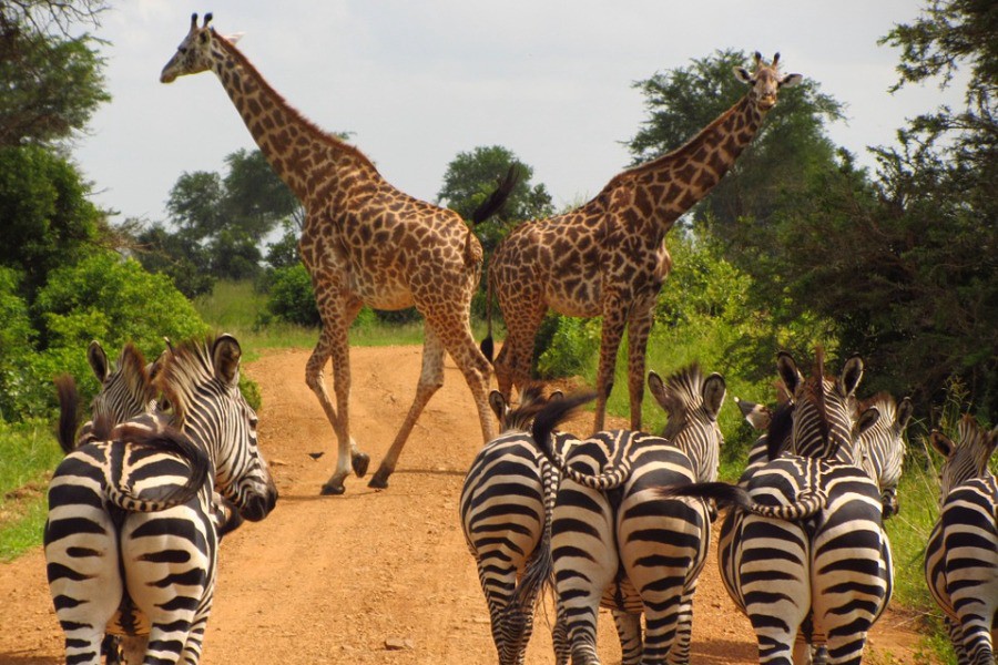 Top Safari from Zanzibar Tours: Explore the Heart of the Serengeti