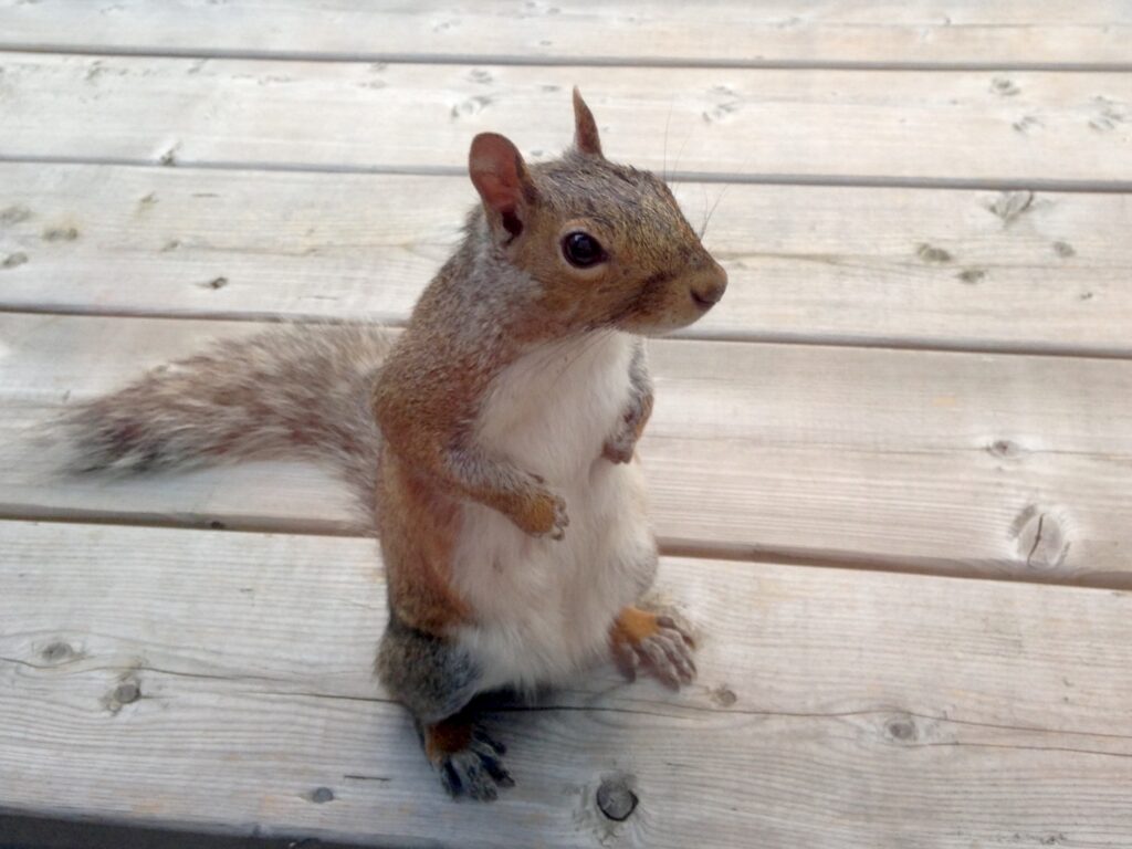 Same-Day Squirrel Removal Near Me Available Now