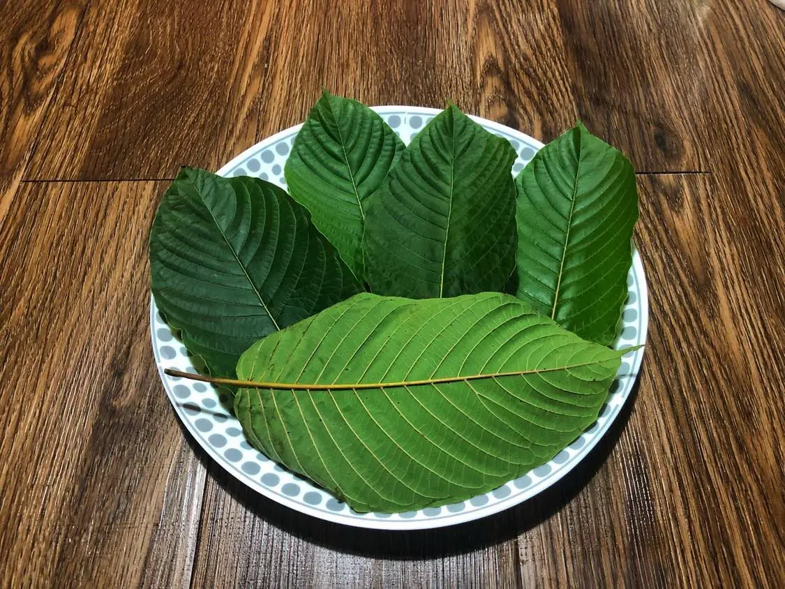 Kratom Chiang Mai Buying Guide: Top Tips and Tricks