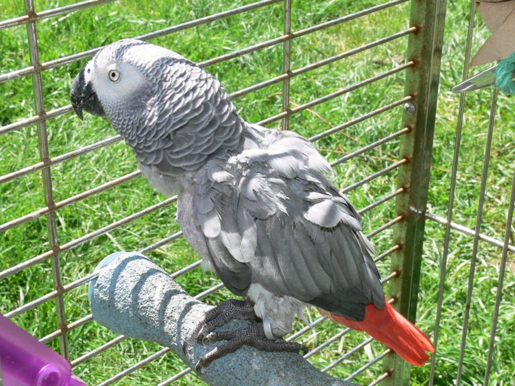 Parrots for Sale – Hand-Fed &amp; Socialized by Amazing Birds Farm