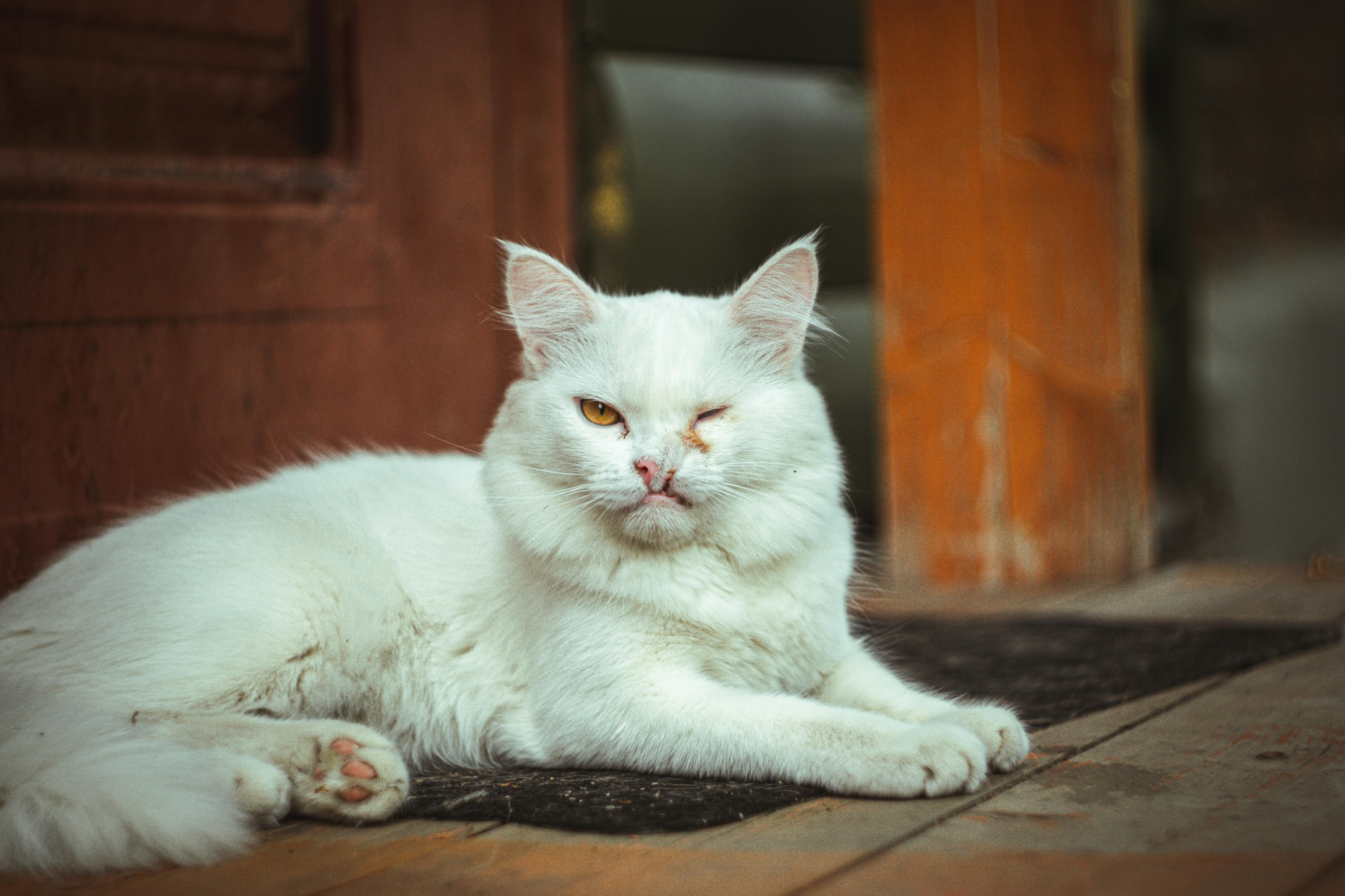 Maine Coon Cats for Sale – Discover Gentle Giants Today