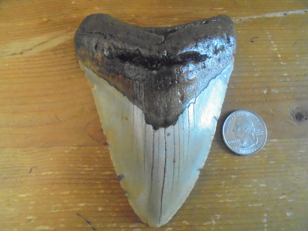 EXPLORE HISTORY: VISIT FOSSIL DRIVEN’S MEGALODON COLLECTION TODAY