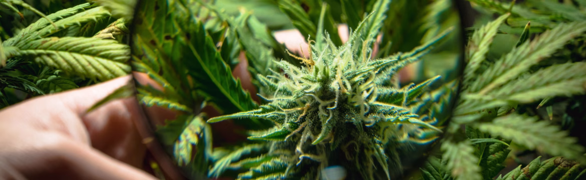 Chocolate Edibles 1000mg – Enjoy High-Potency Infused Treats from Miami Rave