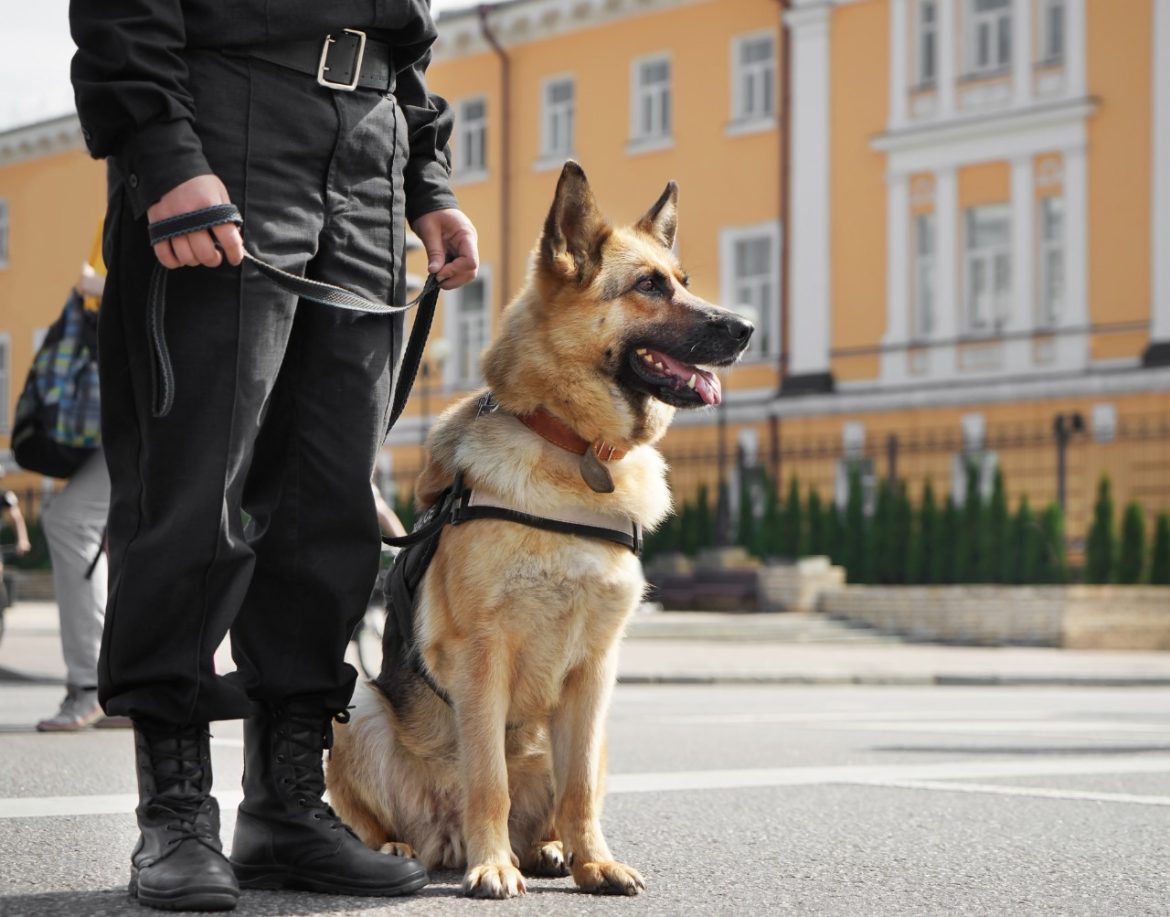 Why Security Dogs Are the Ultimate Deterrent for Modern Security Needs
