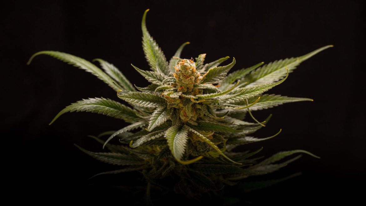 The Best Cannabis Club Madrid: Where Community Meets Quality