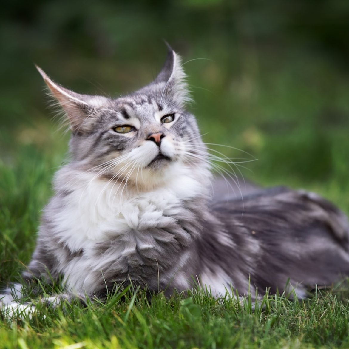 Purebred Maine Coon Kittens for Sale Near Sacramento, CA