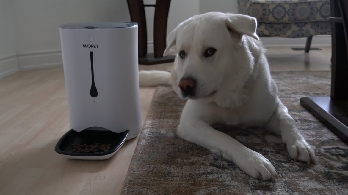 Revolutionizing Pet Care: WOPET Automatic Feeders for Hassle-Free Feeding