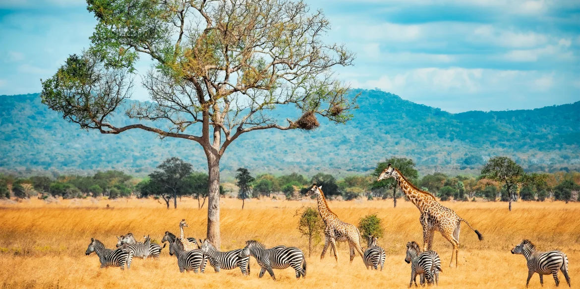From Lions to Elephants: The Magic of Mikumi National Park Tanzania Safari