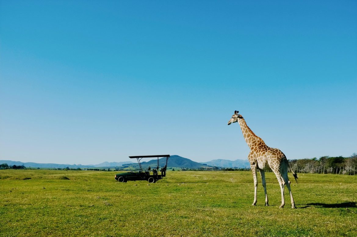 Tanzania Safari Tours – Witness Africa’s Wildlife Up Close