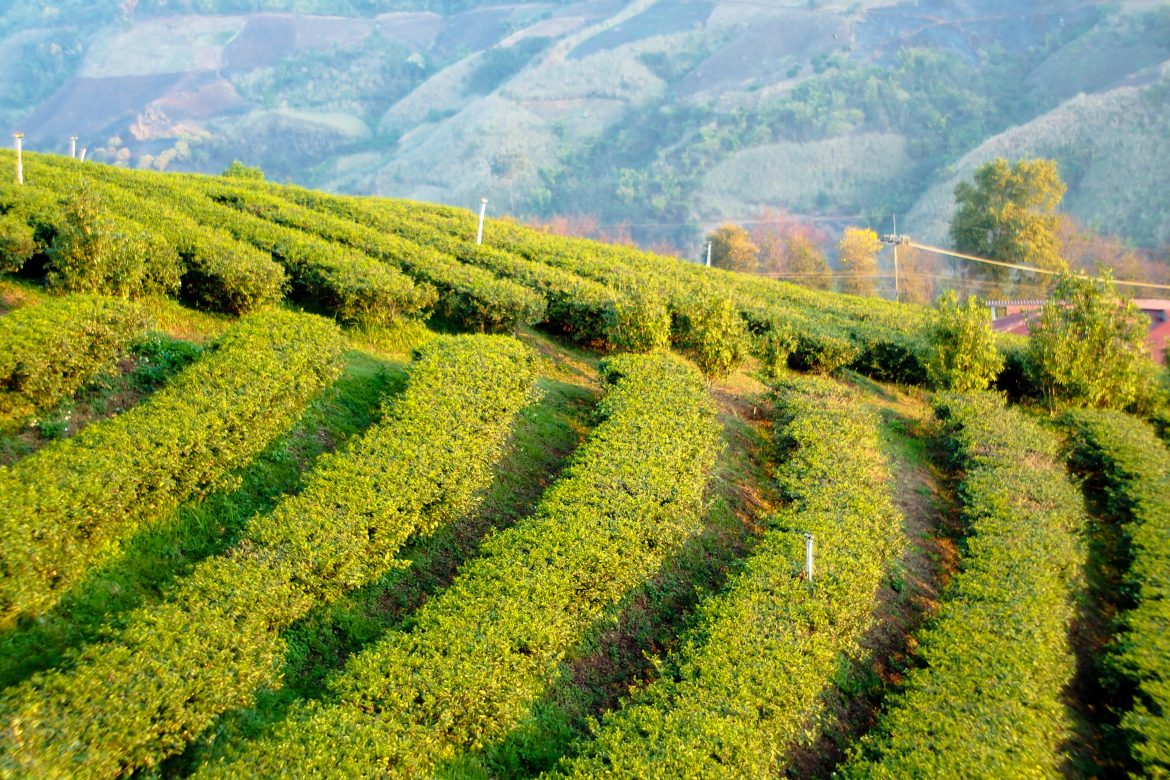 The Unique Soil and Climate of Clarksburg CA