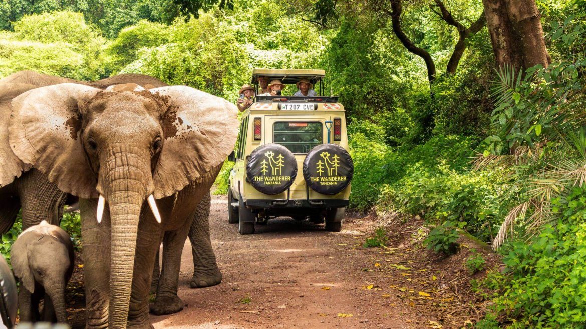 Tanzania Safari Packages Crafted from the Heart of Tanzania