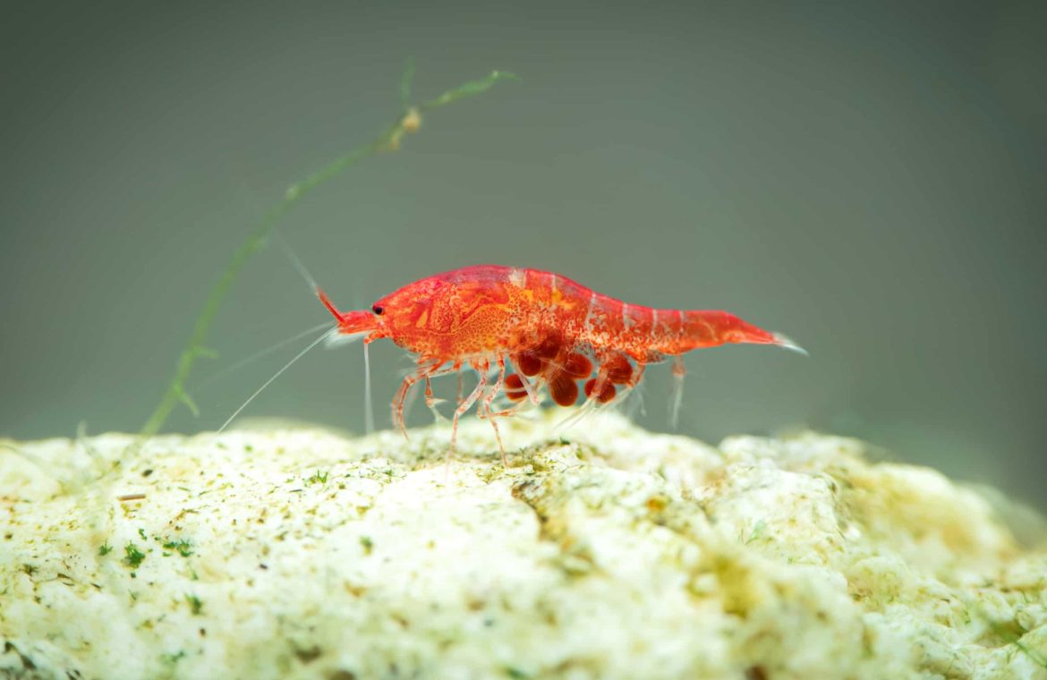 Opae Ula Shrimp That Can Live Up to 20 Years