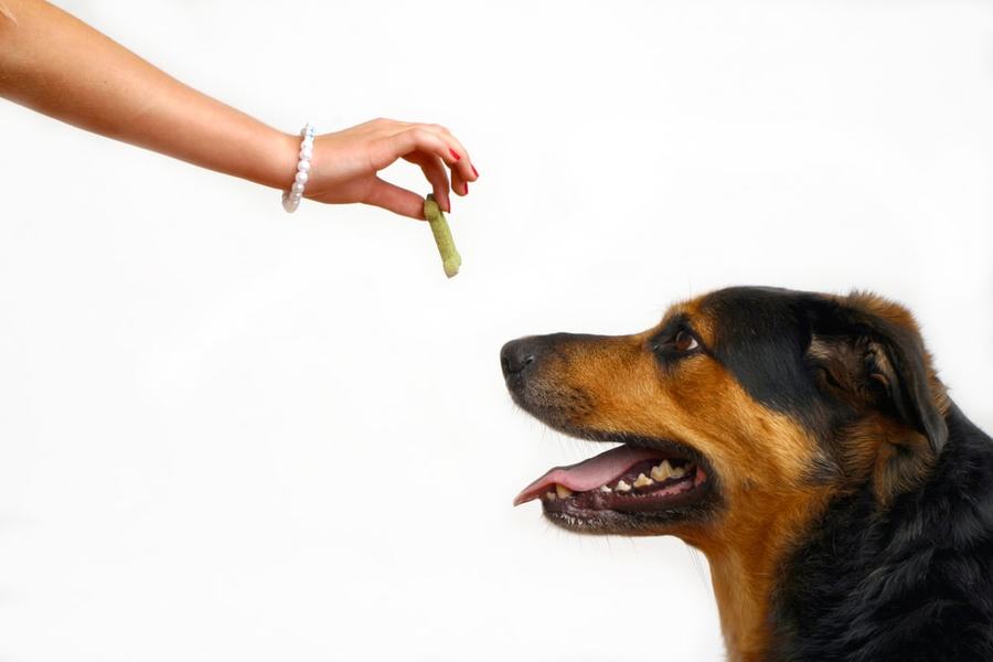 Emotional Support Animal Rules: What You Must Know